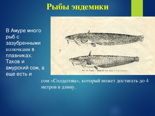 Рыбы эндемики В Амуре много рыб с зазубренными колючками в плавниках. Таков и амурский сом, а еще есть и сом «Солдатова», который может достигать до 4 метров в длину.