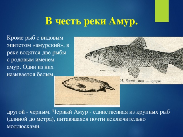 В честь реки Амур. Кроме рыб с видовым эпитетом «амурский», в реке водятся две рыбы с родовым именем амур. Один из них называется белым, другой - черным. Черный Амур - единственная из крупных рыб (длиной до метра), питающаяся почти исключительно моллюсками.