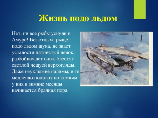 Жизнь подо льдом Нет, ни все рыбы уснули в Амуре! Без отдыха рыщет подо льдом щука, не знает усталости пятнистый ленок, разбойничают сиги, блестят светлой чешуей верхогляды. Даже неуклюжие налимы, и те медленно ползают по камням: у них в зимние месяцы начинается брачная пора.