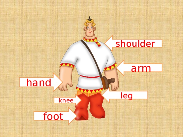shoulder arm hand leg knee foot