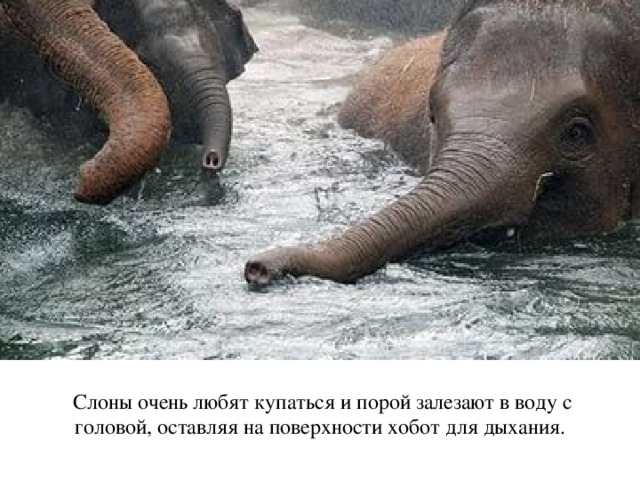 Слоны очень любят купаться и порой залезают в воду с головой, оставляя на поверхности хобот для дыхания. 