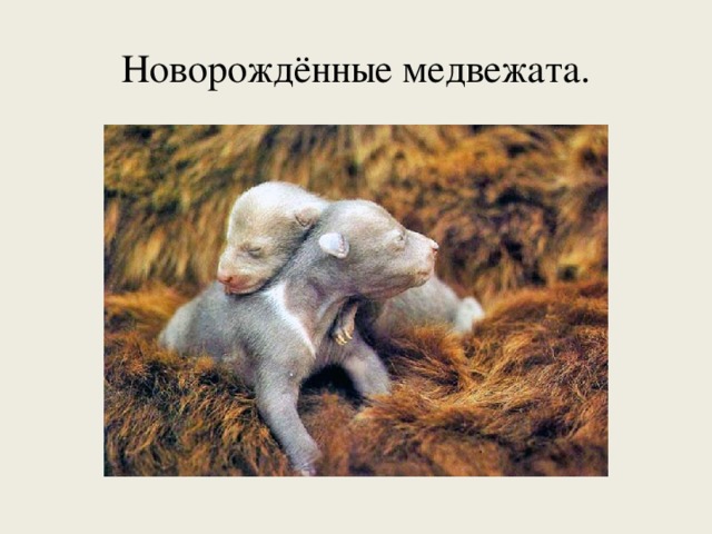 Новорождённые медвежата.