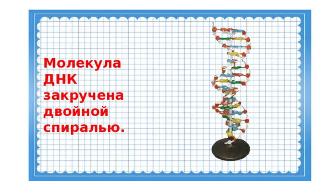 Молекула ДНК закручена двойной спиралью.