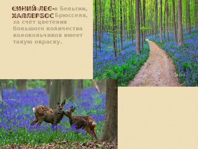 Синий лес-Халлербос Расположен в Бельгии, недалеко от Брюсселя, за счёт цветения большого количества колокольчиков имеет такую окраску.