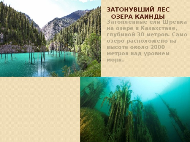 Затонувший лес озера Каинды Затопленные ели Шренка на озере в Казахстане, глубиной 30 метров. Само озеро расположено на высоте около 2000 метров над уровнем моря.