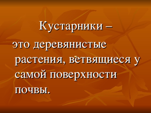 - Кустарники –  это деревянистые растения, ветвящиеся у самой поверхности почвы.