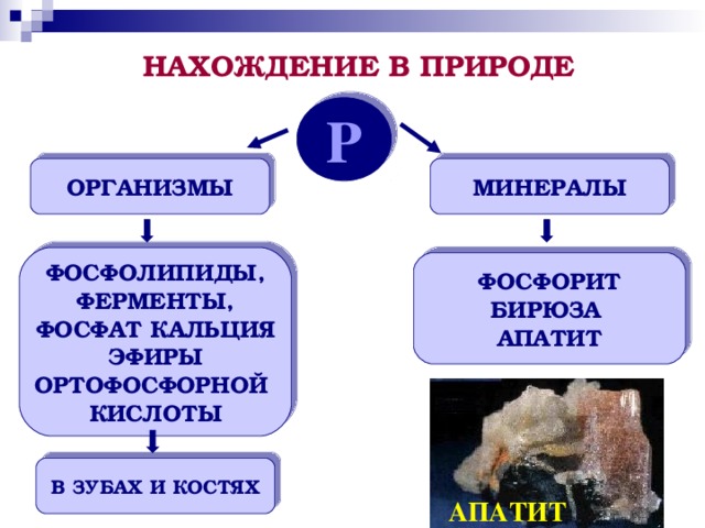 НАХОЖДЕНИЕ В ПРИРОДЕ Р ОРГАНИЗМЫ МИНЕРАЛЫ ФОСФОЛИПИДЫ, ФЕРМЕНТЫ, ФОСФАТ КАЛЬЦИЯ  ЭФИРЫ ОРТОФОСФОРНОЙ КИСЛОТЫ ФОСФОРИТ БИРЮЗА АПАТИТ В ЗУБАХ И КОСТЯХ АПАТИТ