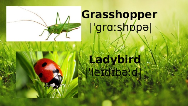 Grasshopper  |ˈɡrɑːshɒpə| Ladybird |ˈleɪdɪbəːd| 