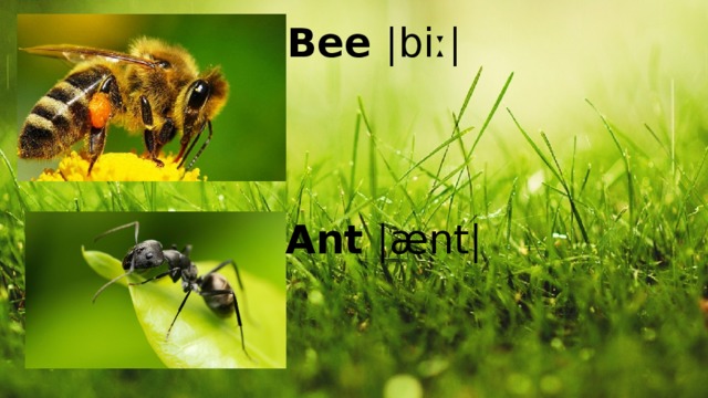 Bee |biː| Ant |ænt|