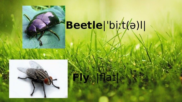 Beetle |ˈbiːt(ə)l| Fly  |flaɪ|