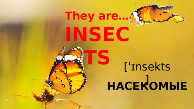 They are…  INSECTS [ˈɪnsekts] НАСЕКОМЫЕ