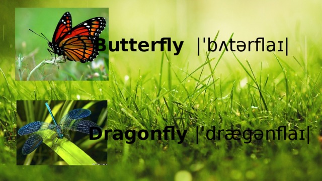 Butterfly |ˈbʌtərflaɪ| Dragonfly |ˈdræɡənflaɪ|