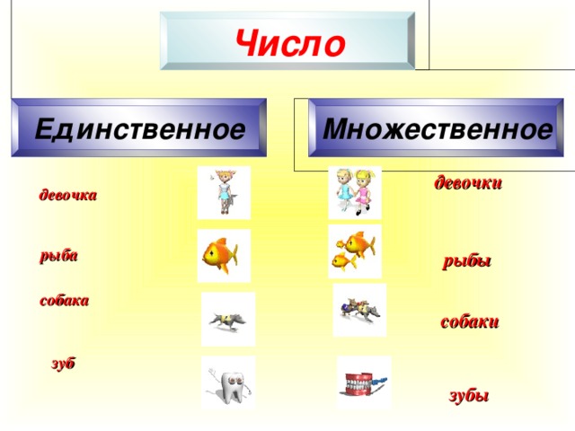 Число Единственное Множественное  девочки       рыбы     собаки      зубы     девочка      рыба    собака      зуб