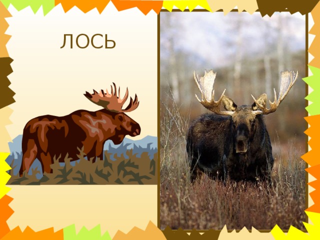 ЛОСЬ