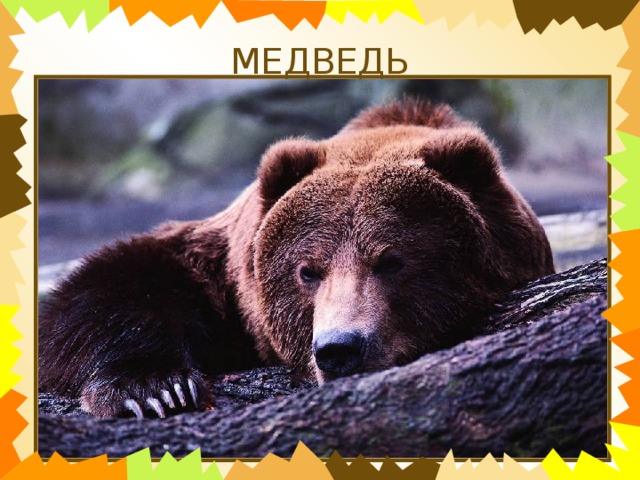 МЕДВЕДЬ