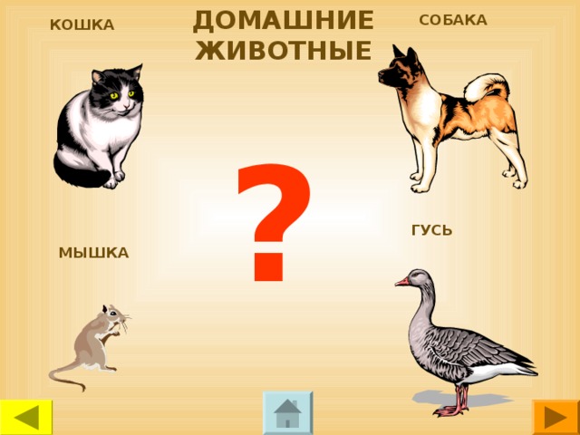 ДОМАШНИЕ ЖИВОТНЫЕ СОБАКА КОШКА ? ГУСЬ МЫШКА