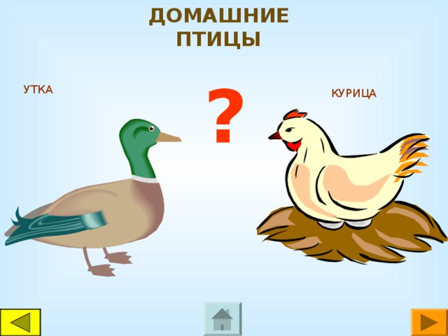 ДОМАШНИЕ ПТИЦЫ ? УТКА КУРИЦА