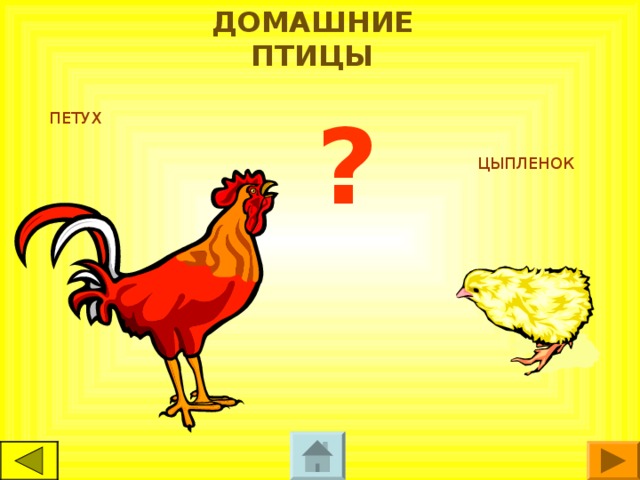 ДОМАШНИЕ ПТИЦЫ ? ПЕТУХ ЦЫПЛЕНОК