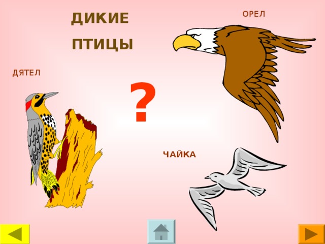 ОРЕЛ ДИКИЕ ПТИЦЫ ДЯТЕЛ ? ЧАЙКА