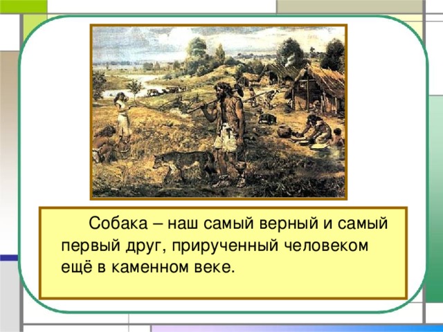 Собака – наш самый верный и самый первый друг, прирученный человеком ещё в каменном веке.