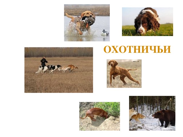 ОХОТНИЧЬИ