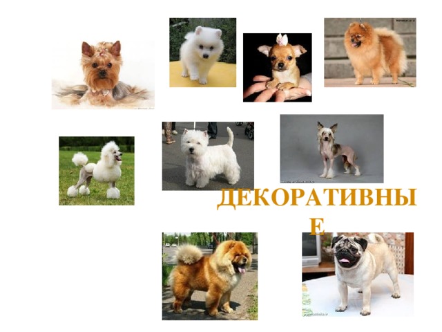 ДЕКОРАТИВНЫЕ