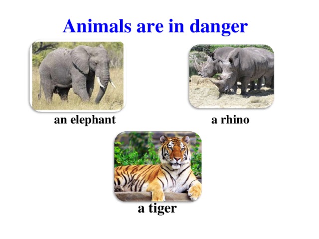 Animals are in danger  an elephant  a rhino a tiger