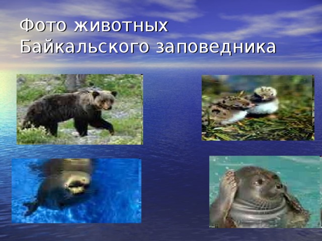 Фото животных Байкальского заповедника