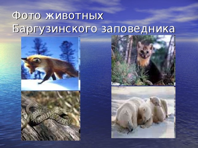 Фото животных Баргузинского заповедника