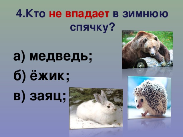 4.Кто не впадает в зимнюю спячку?   а) медведь; б) ёжик; в) заяц;