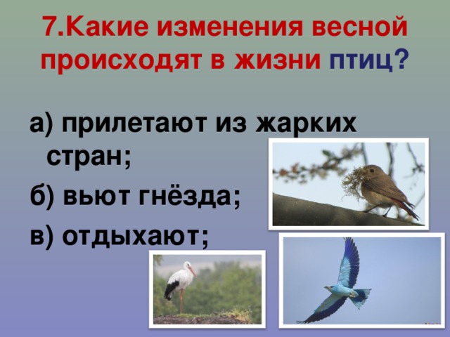 7.Какие изменения весной происходят в жизни птиц?   а) прилетают из жарких стран; б) вьют гнёзда; в) отдыхают;