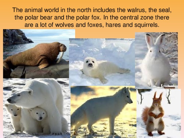 The animal world in the north includes the walrus, the seal, the polar bear and the polar fox. In the central zone there are a lot of wolves and foxes, hares and squirrels.