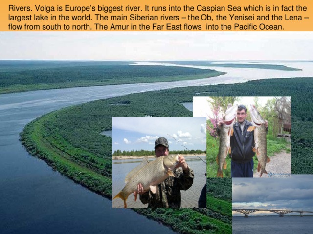 Rivers. Volga is Europe’s biggest river. It runs into the Caspian Sea which is in fact the largest lake in the world. The main Siberian rivers – the Ob, the Yenisei and the Lena – flow from south to north. The Amur in the Far East flows into the Pacific Ocean.