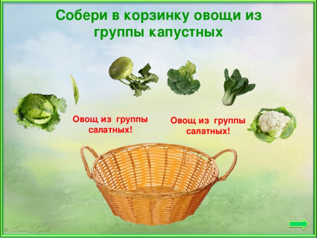 Собери в корзинку овощи из группы капустных Овощ из группы салатных! Овощ из группы салатных! корзинка