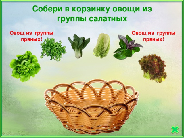 Собери в корзинку овощи из группы салатных Овощ из группы Овощ из группы пряных! пряных!