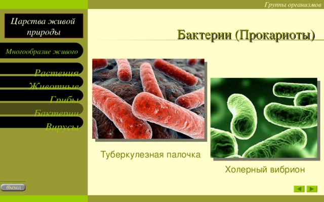 Бактерии (Прокариоты) Туберкулезная палочка Холерный вибрион