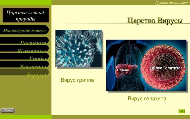 Царство Вирусы Вирус гриппа Вирус гепатита