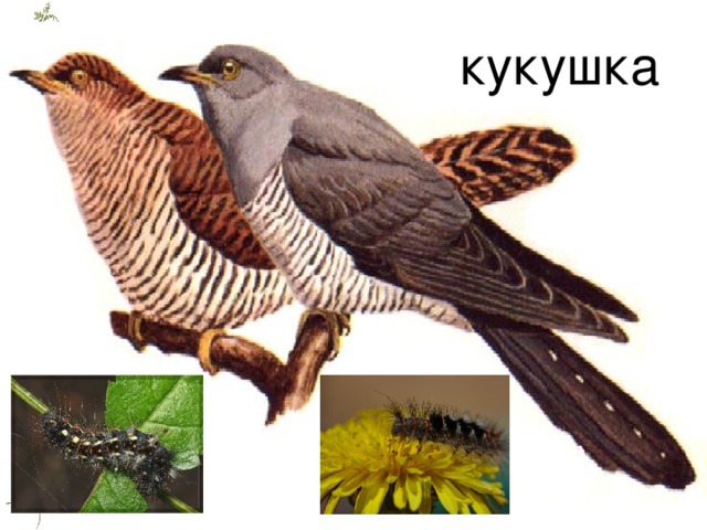 кукушка