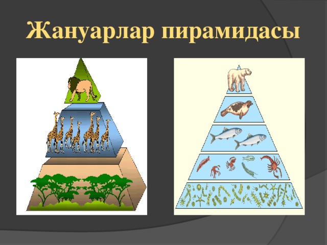 Жануарлар пирамидасы