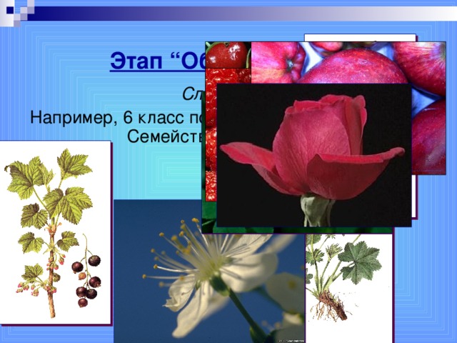 Этап “Объяснение”.  Слайд-шоу Например, 6 класс по теме «Класс двудольные. Семейство Розоцветные».