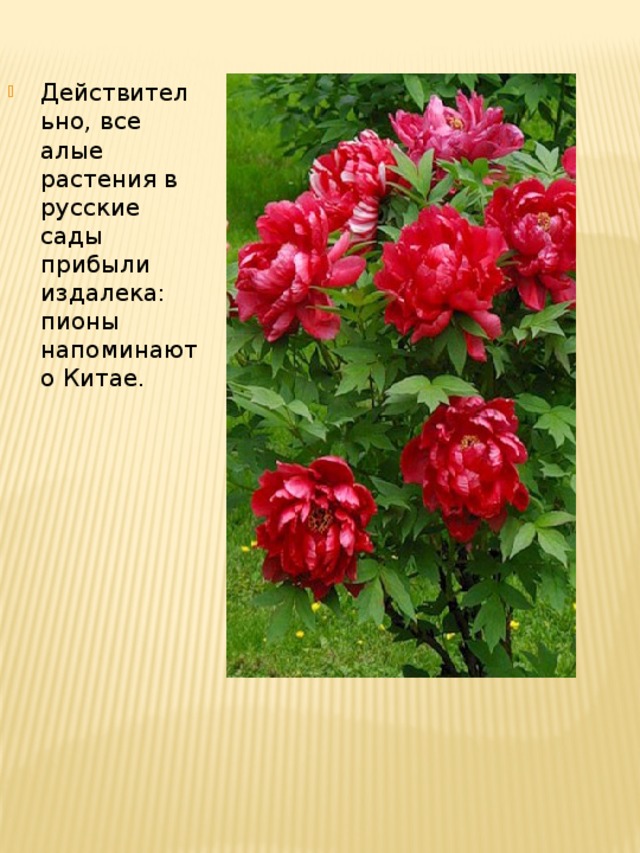 Действительно, все алые растения в русские сады прибыли издалека: пионы напоминают о Китае.