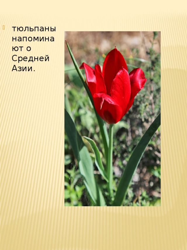 тюльпаны напоминают о Средней Азии.