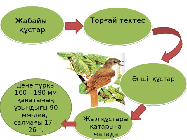 Жабайы құстар Торғай тектес Әнші құстар Дене тұрқы  160 – 190 мм, қанатының ұзындығы 90 мм-дей, салмағы 17 – 26 г. Жыл құстары қатарын а жатады