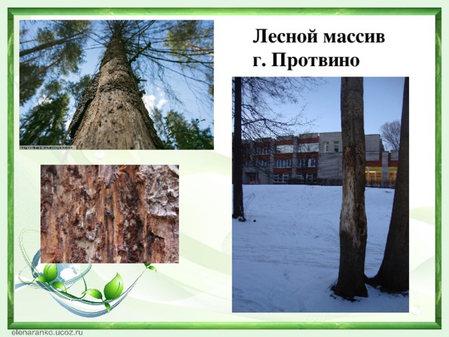 Лесной массив г. Протвино