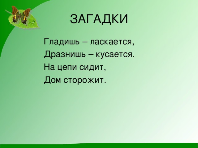 ЗАГАДКИ  Гладишь – ласкается,  Дразнишь – кусается.  На цепи сидит,  Дом сторожит.