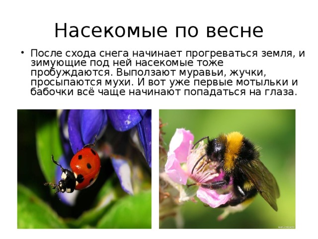 Жизнь насекомых весной. Насекомые весной. Насекомые весной для дошкольников. Просыпаются насекомые весной.