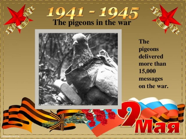 The pigeons in the war The pigeons delivered more than 15,000 messages on the war.