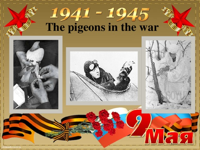 The pigeons in the war