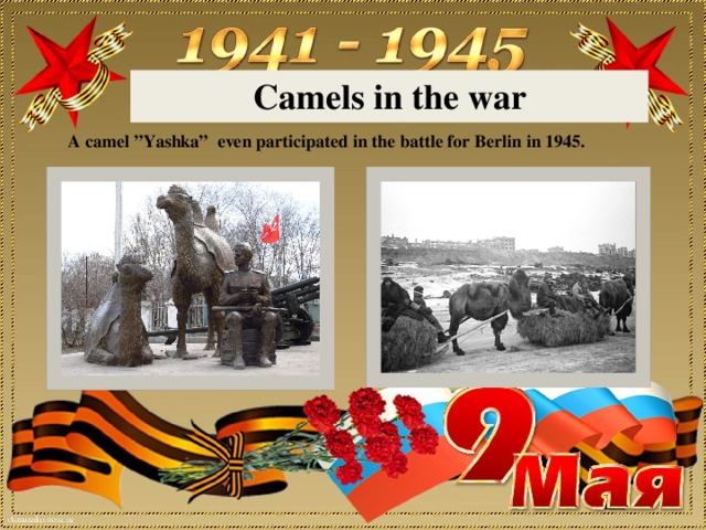 Camels in the war A camel ”Yashka” even participated in the battle for Berlin in 1945.