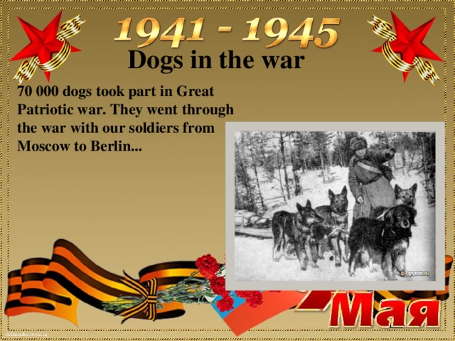 Dogs in the war 70 000 dogs took part in Great Patriotic war. They went through the war with our soldiers from Moscow to Berlin...